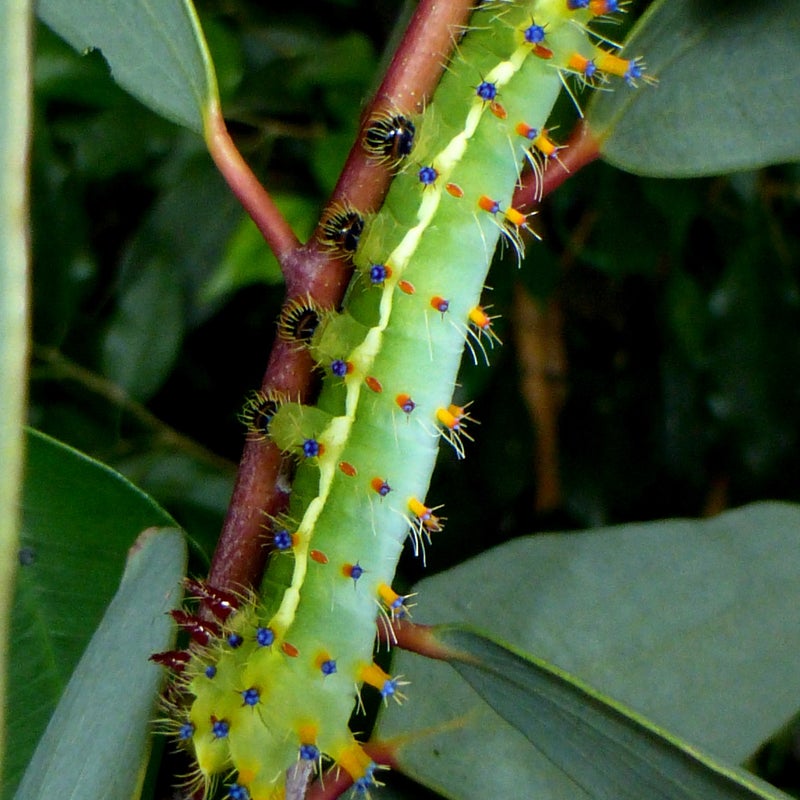 final instar