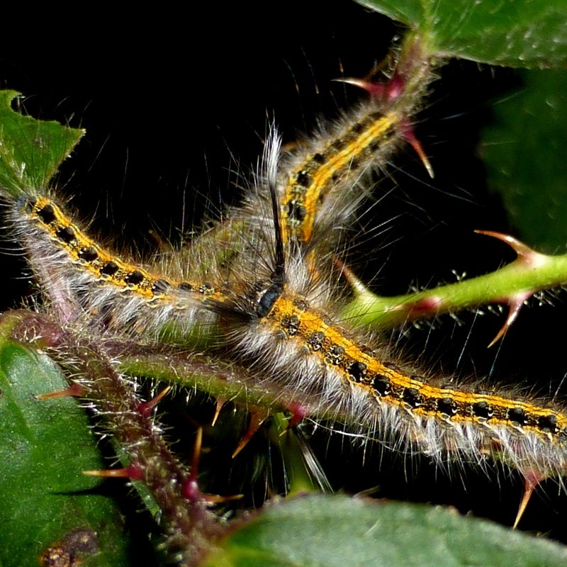 third instar