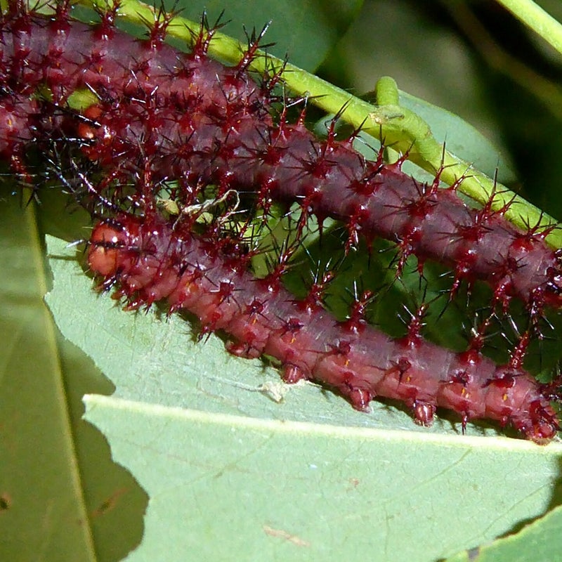 fifth instar