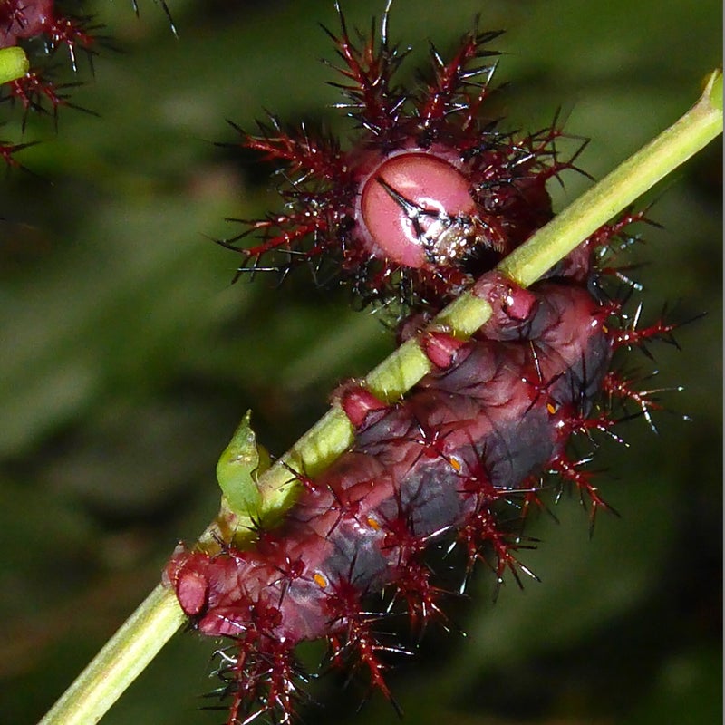 final instar