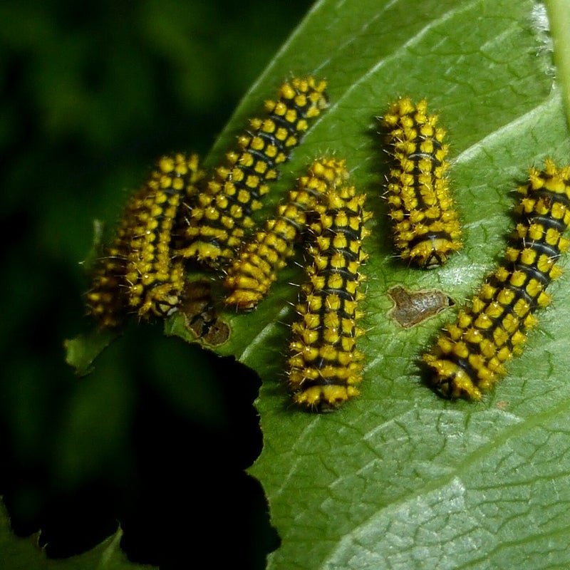 second instar