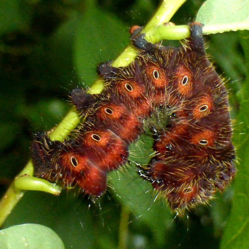 fourth instar