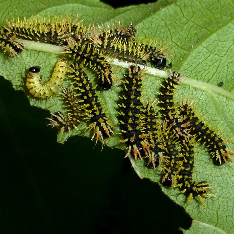 third instar