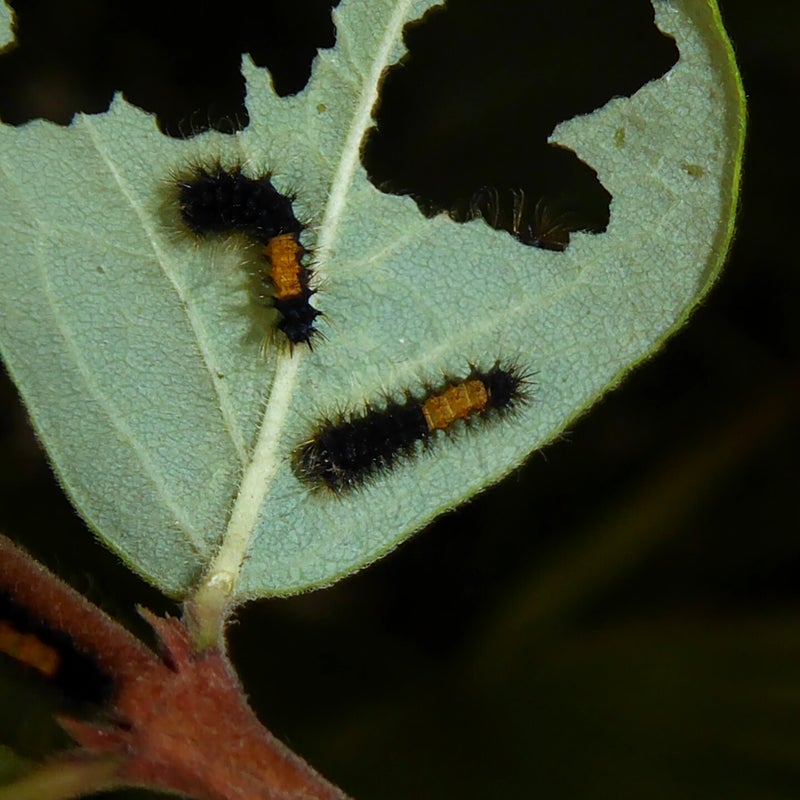 first instar