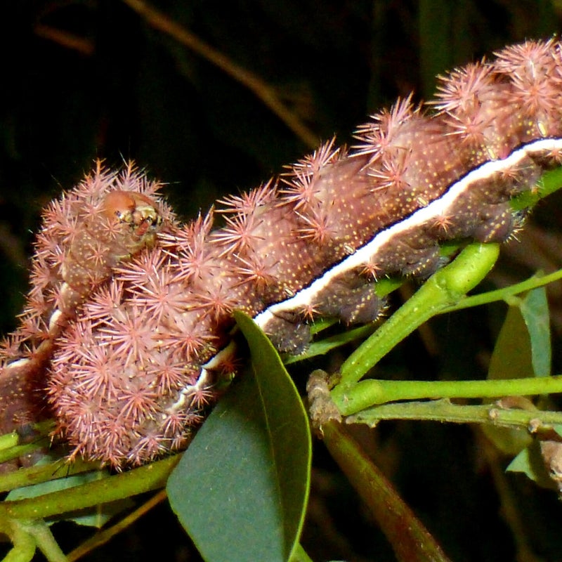 final instar