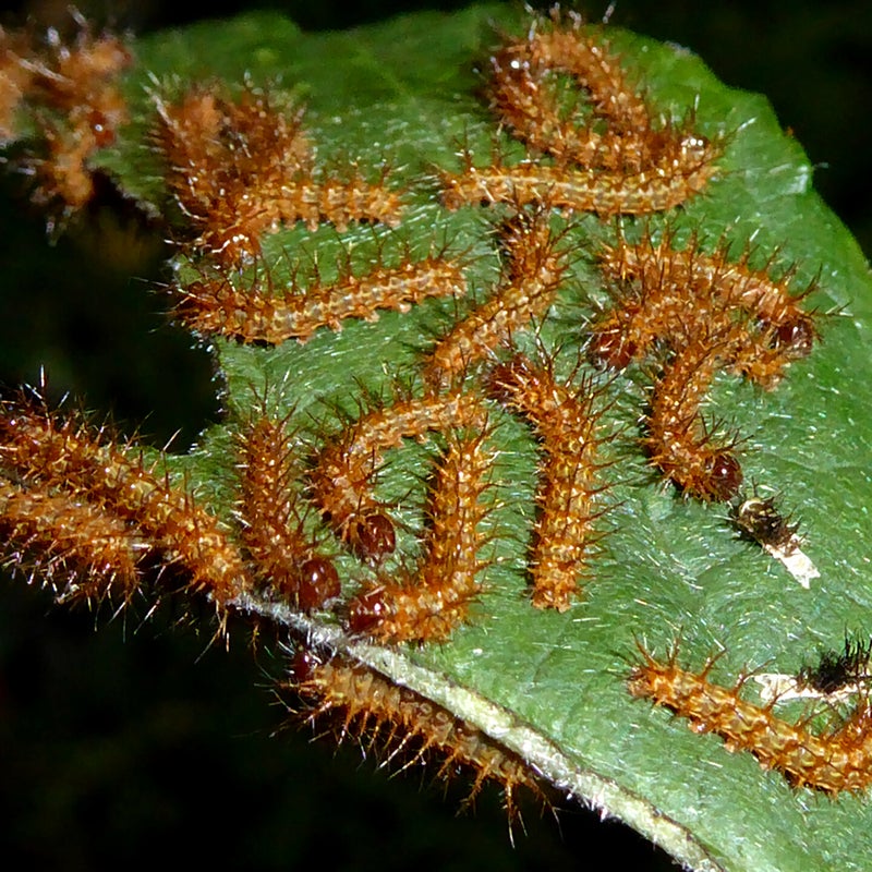 second instar