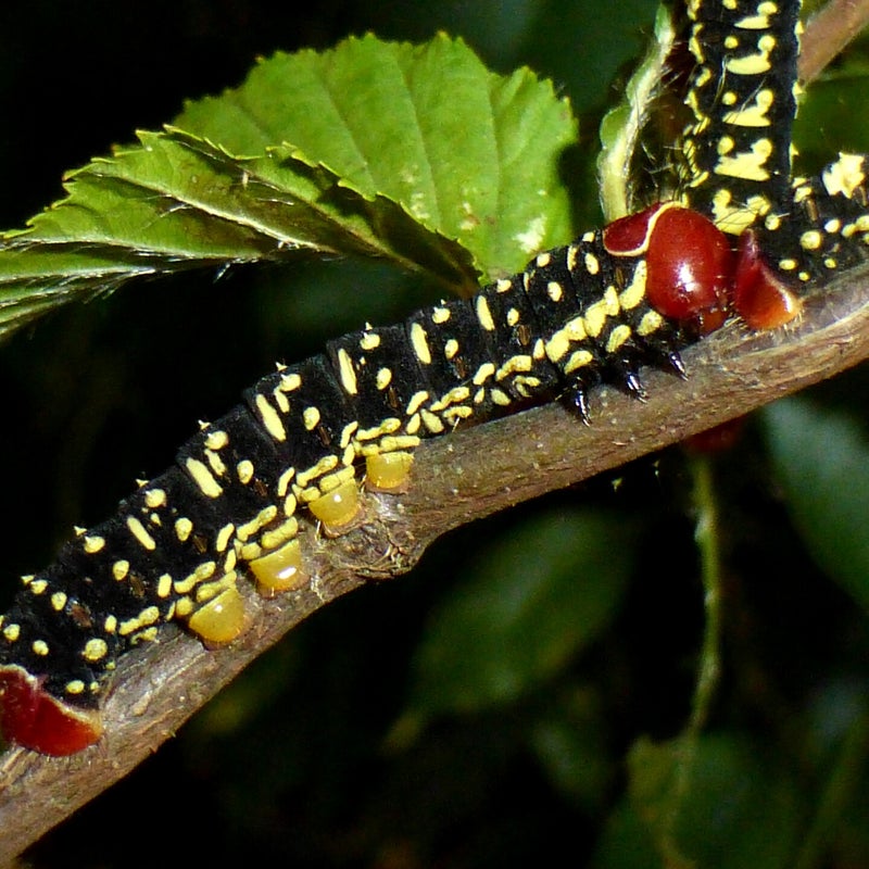 fourth instar