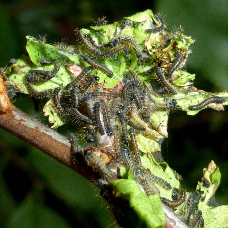 second instar