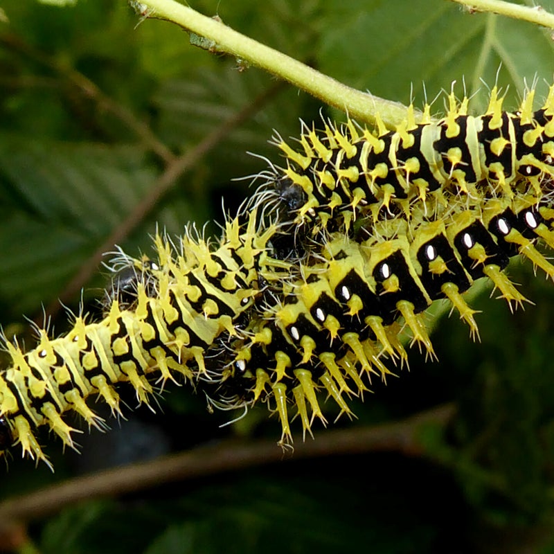 fourth instar