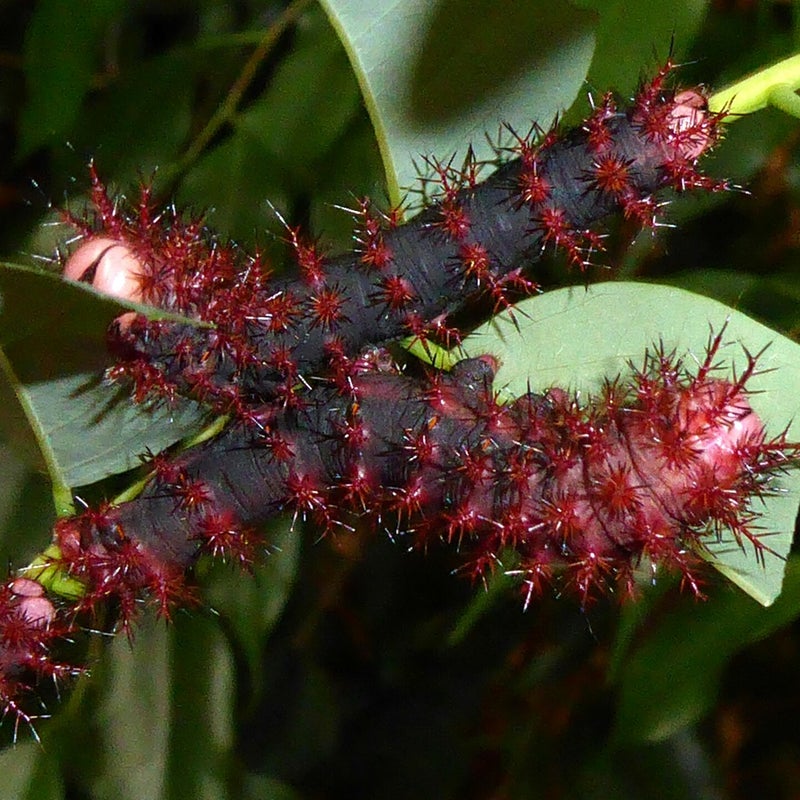 final instar