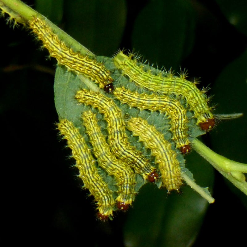 second instar