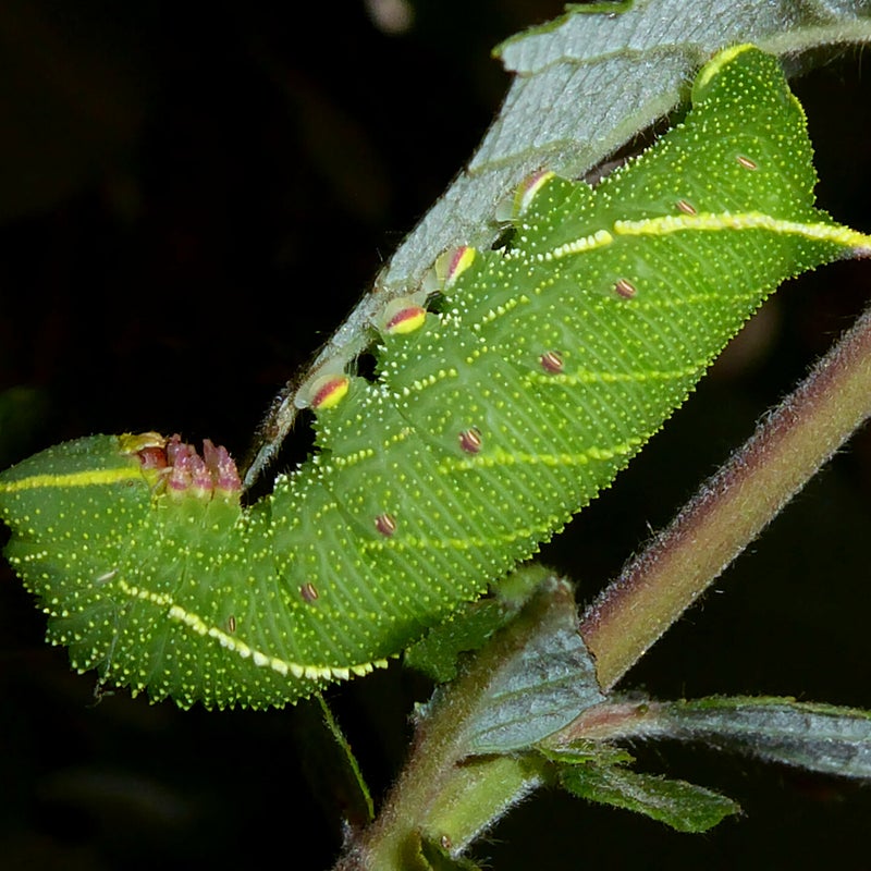 fourth instar