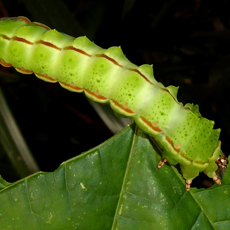final instar