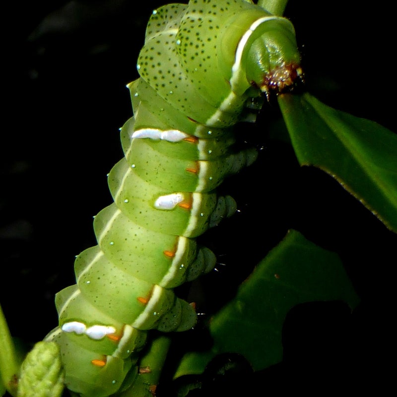 final instar