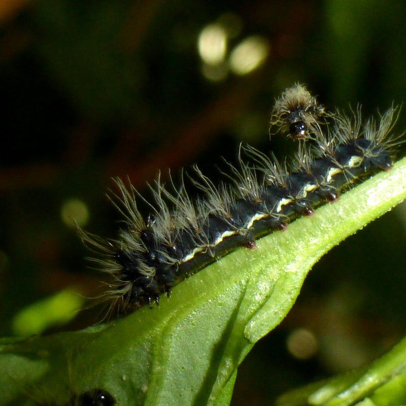 second instar