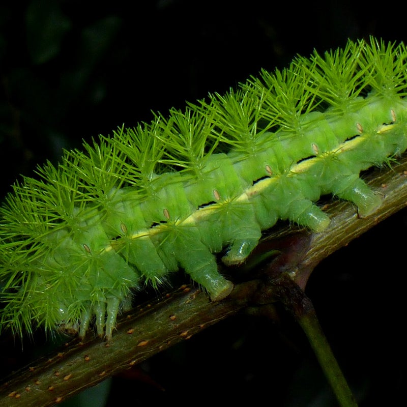 final instar