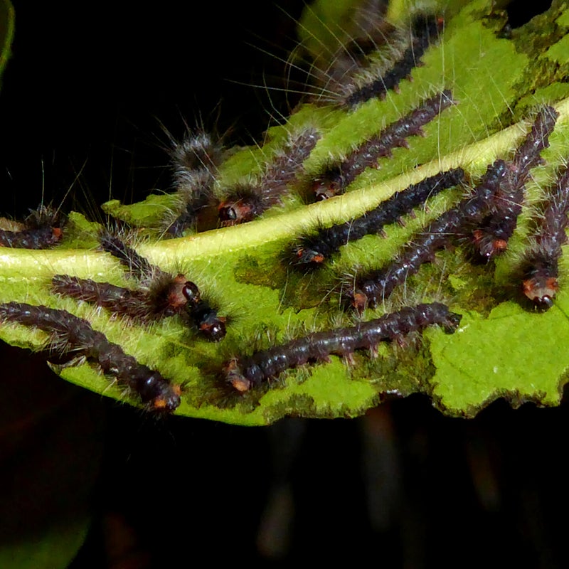 first instar