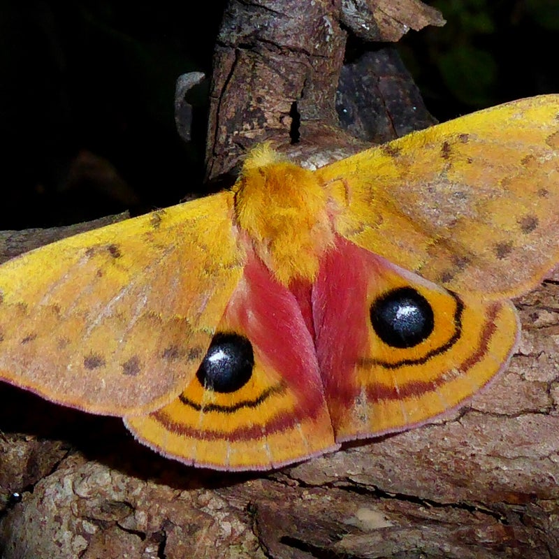 male