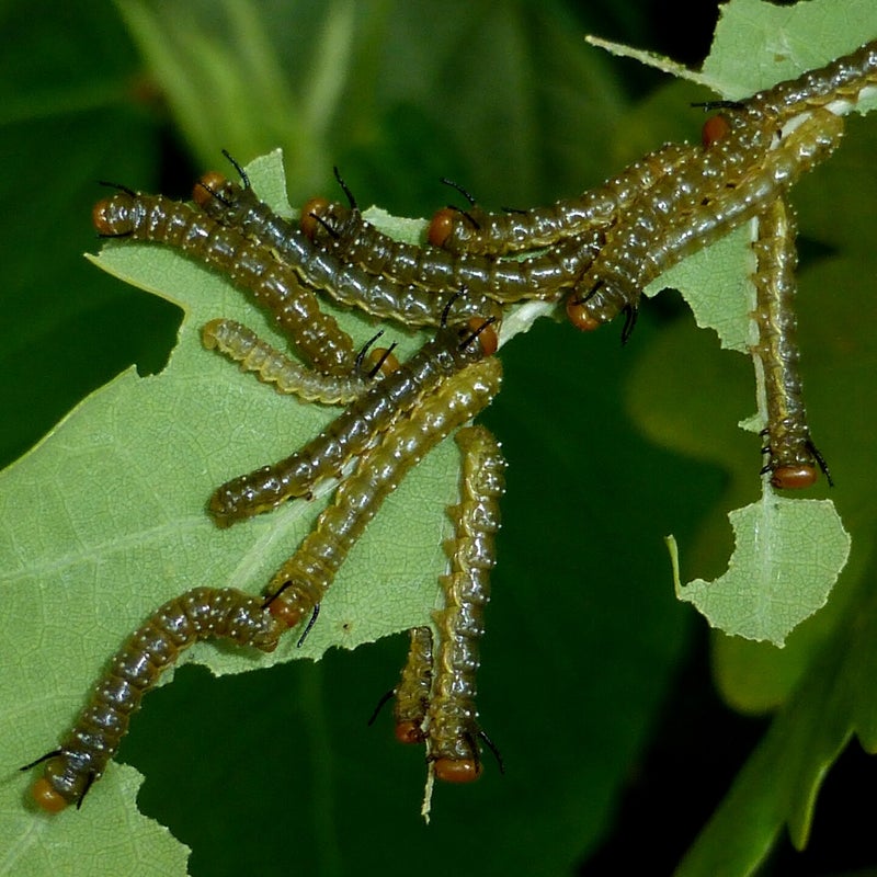 third instar