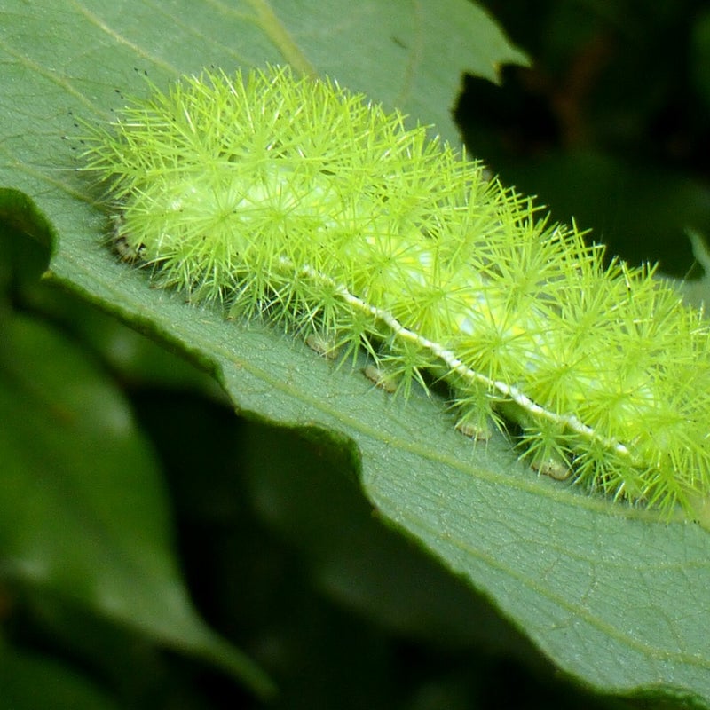 sixth instar