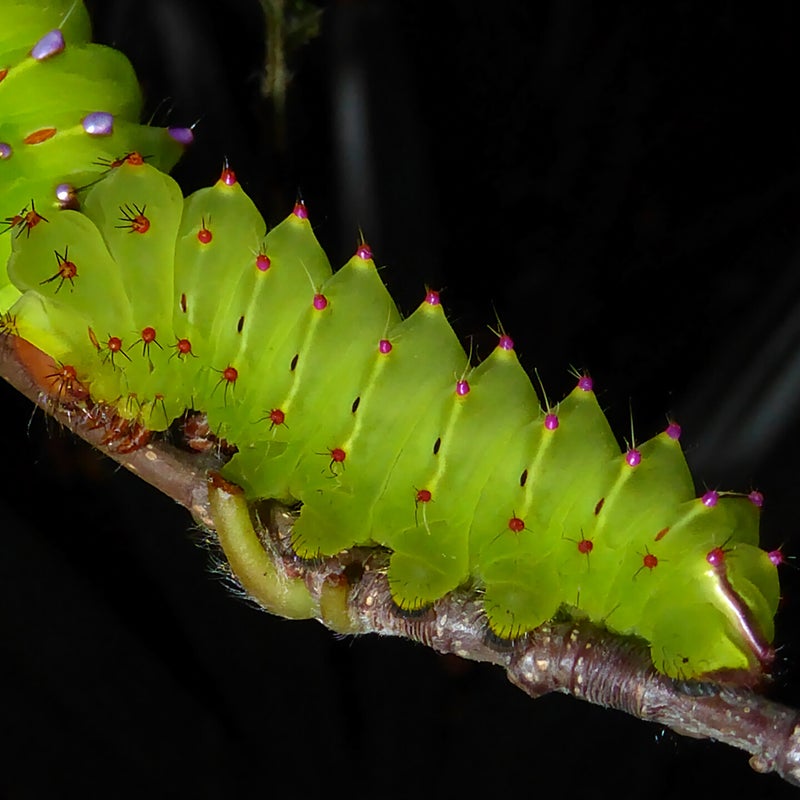 fourth instar