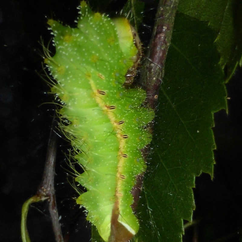 third instar