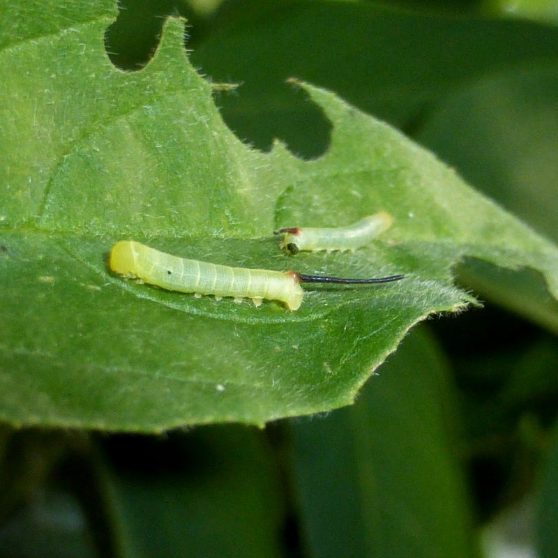 second instar