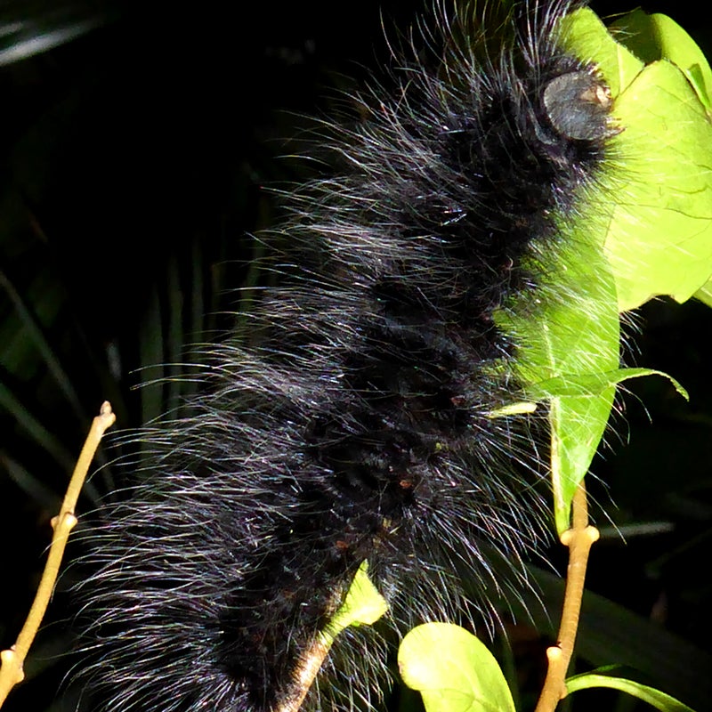 final instar