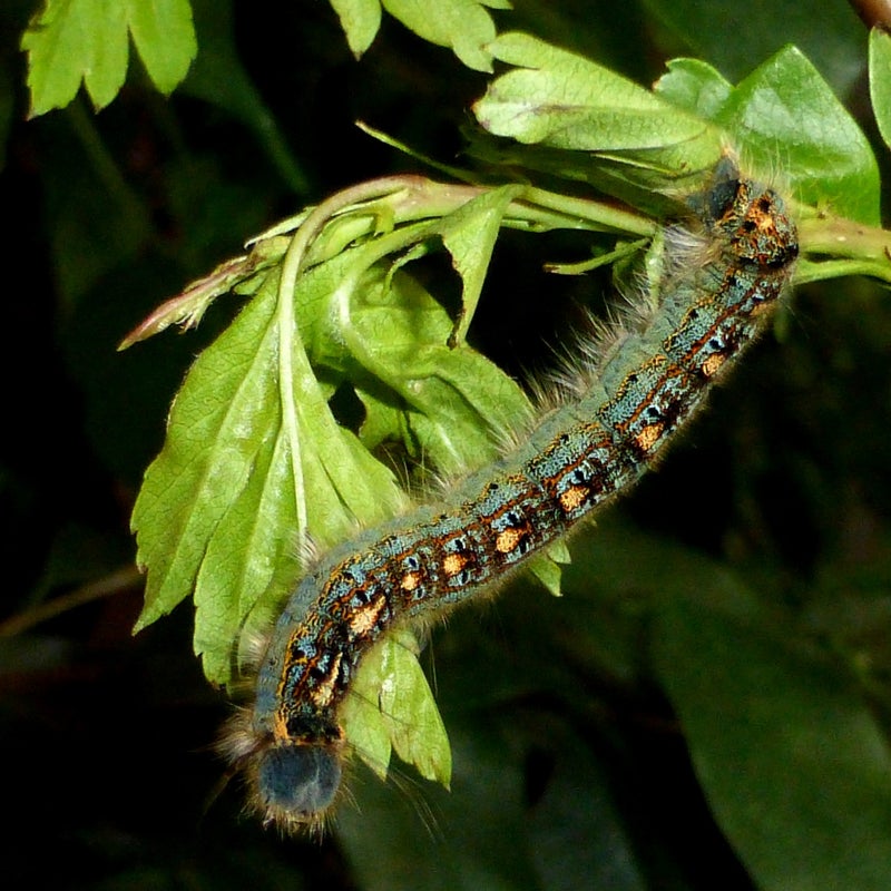 fourth instar