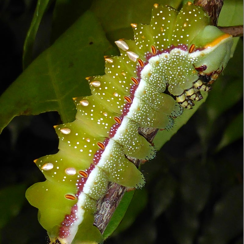 final instar