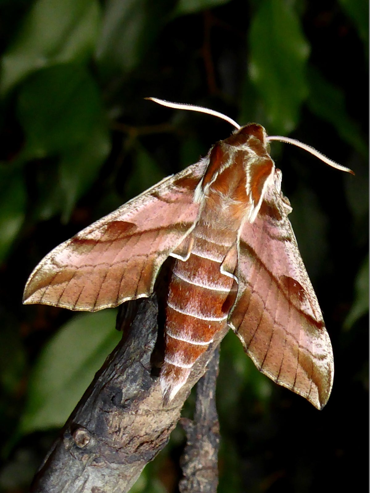 Sphingidae Wing Sphingidae / Species | Silkmoths and more