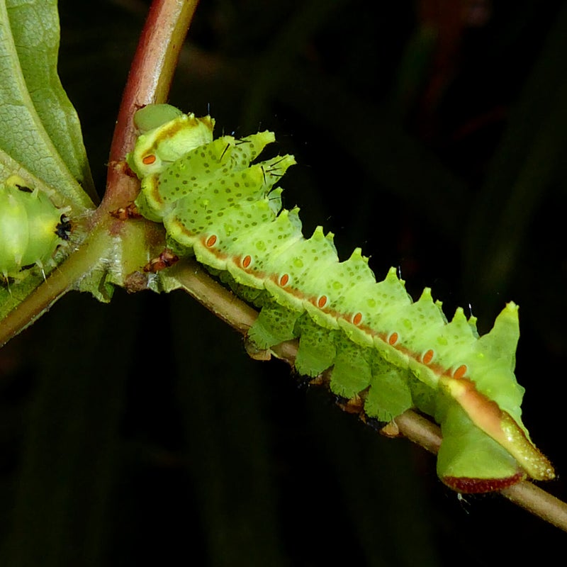 fourth instar