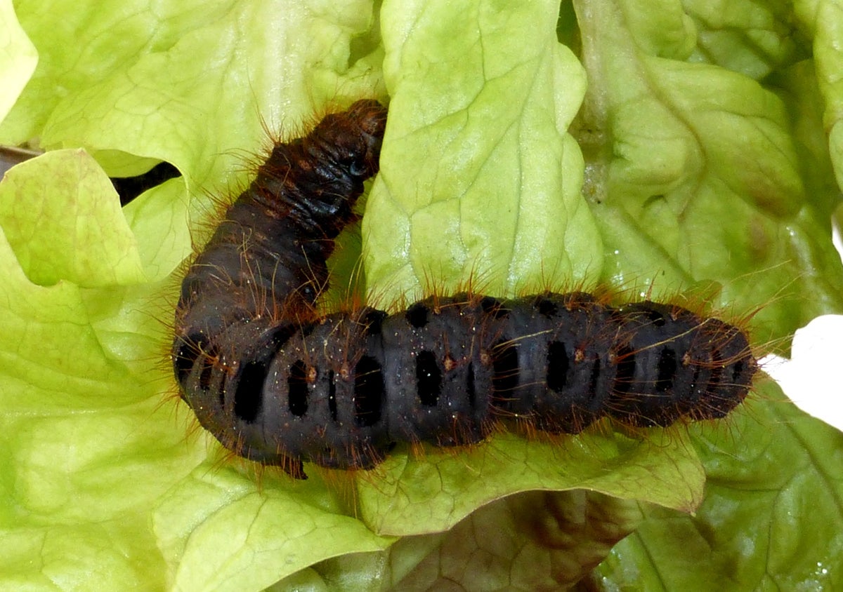 Lemonia / Brahmaeidae / Species | Silkmoths and more