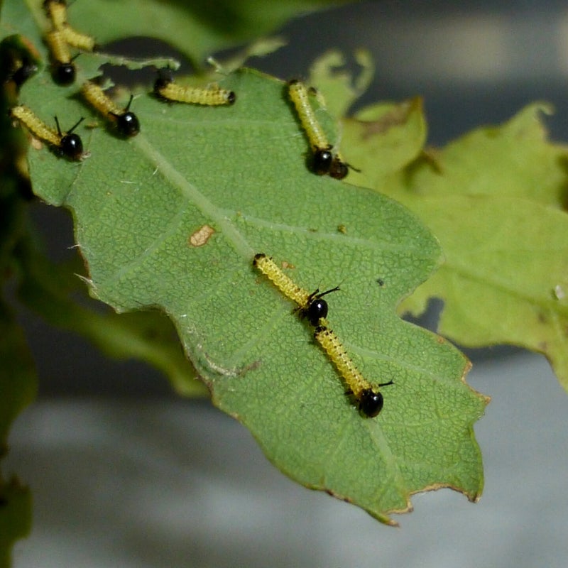 first instar