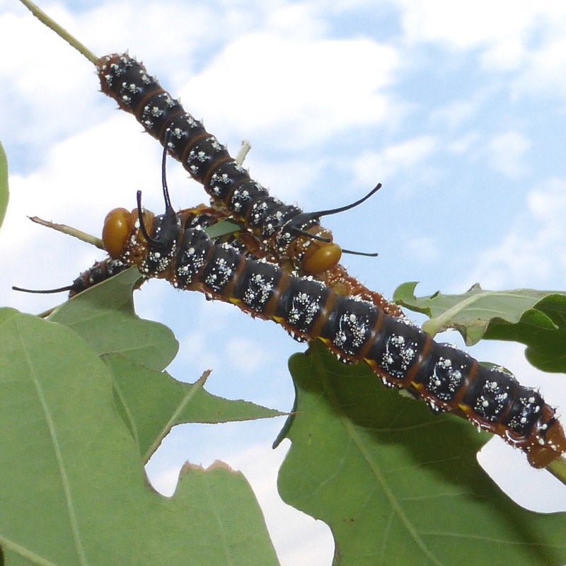 fourth instar
