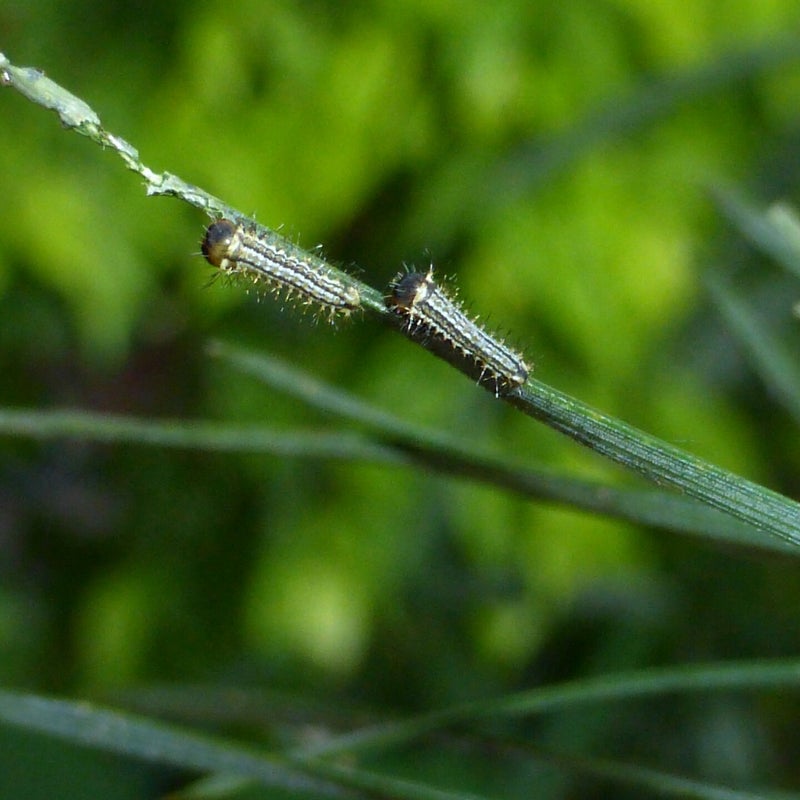 first instar
