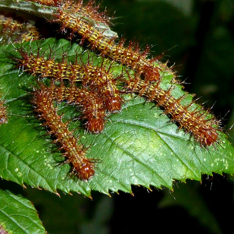fourth instar