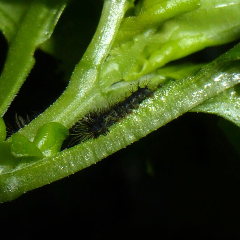 first instar