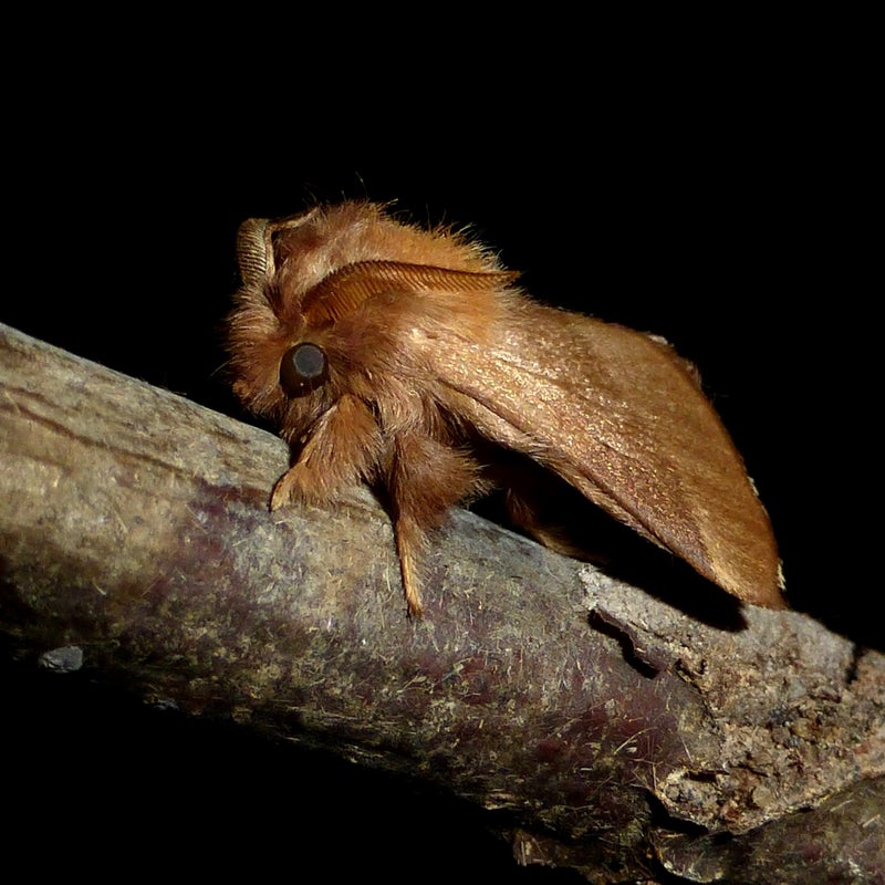 male