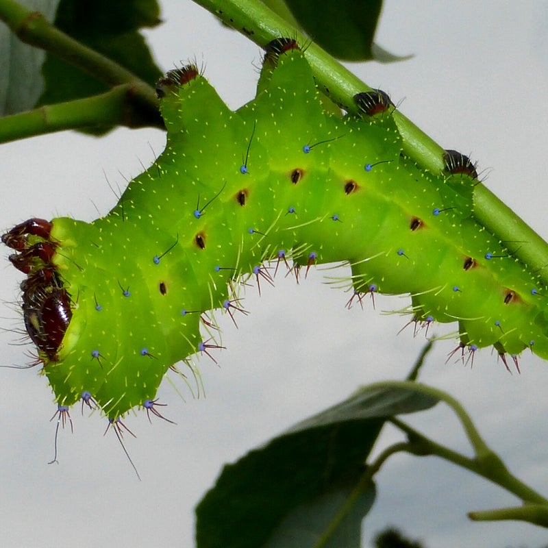 final instar
