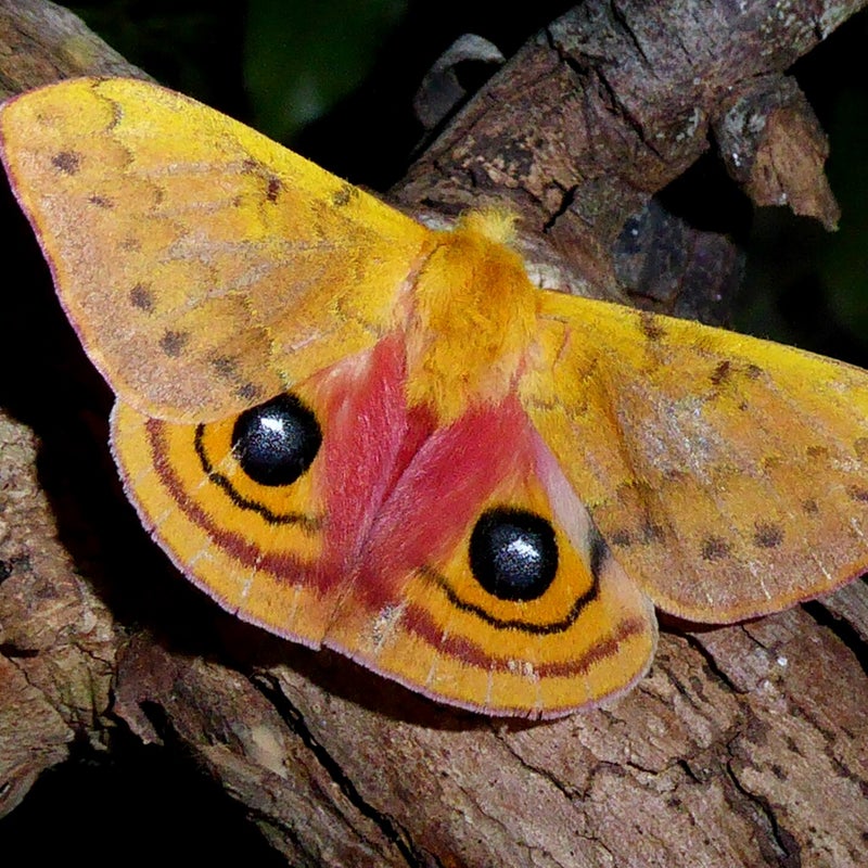 male