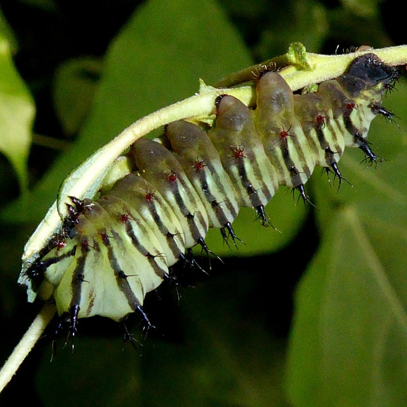 third instar