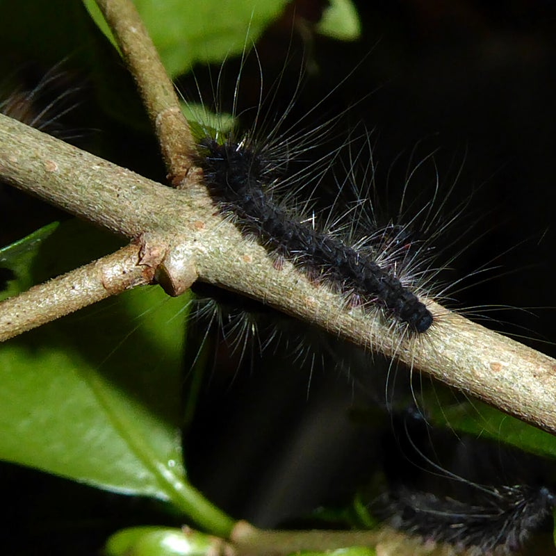 second instar