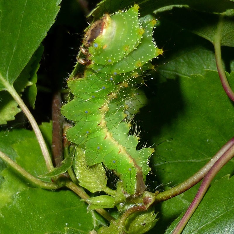 third instar