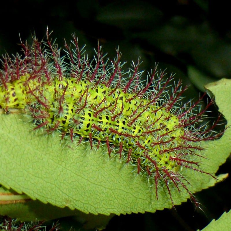 fifth instar