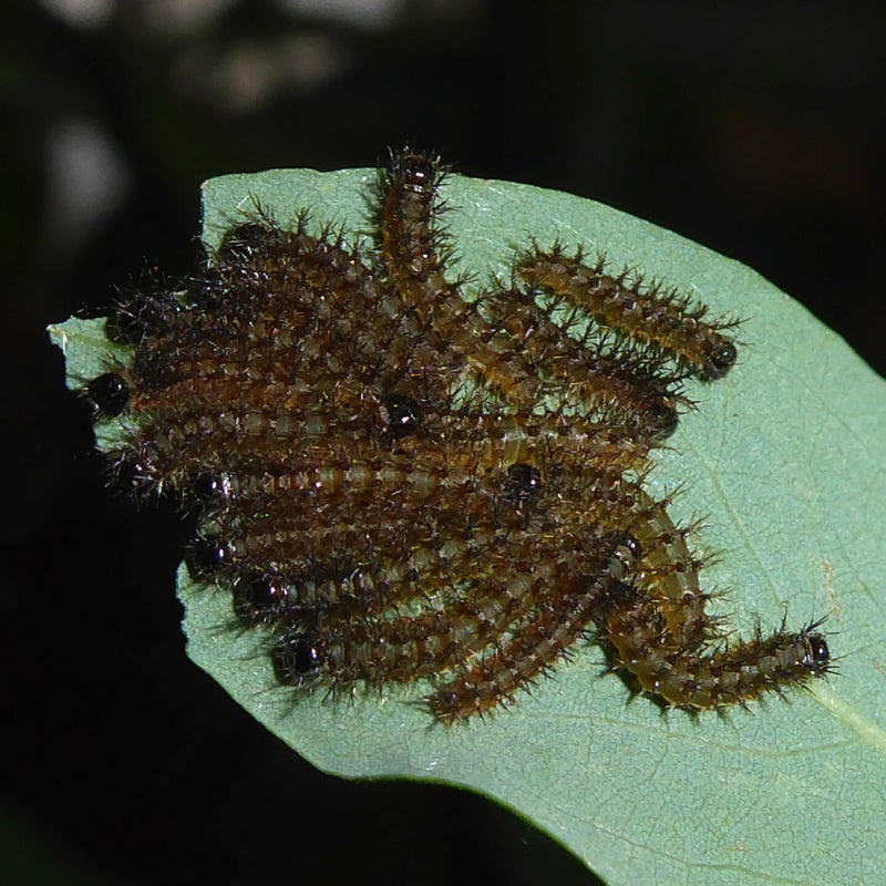 second instar