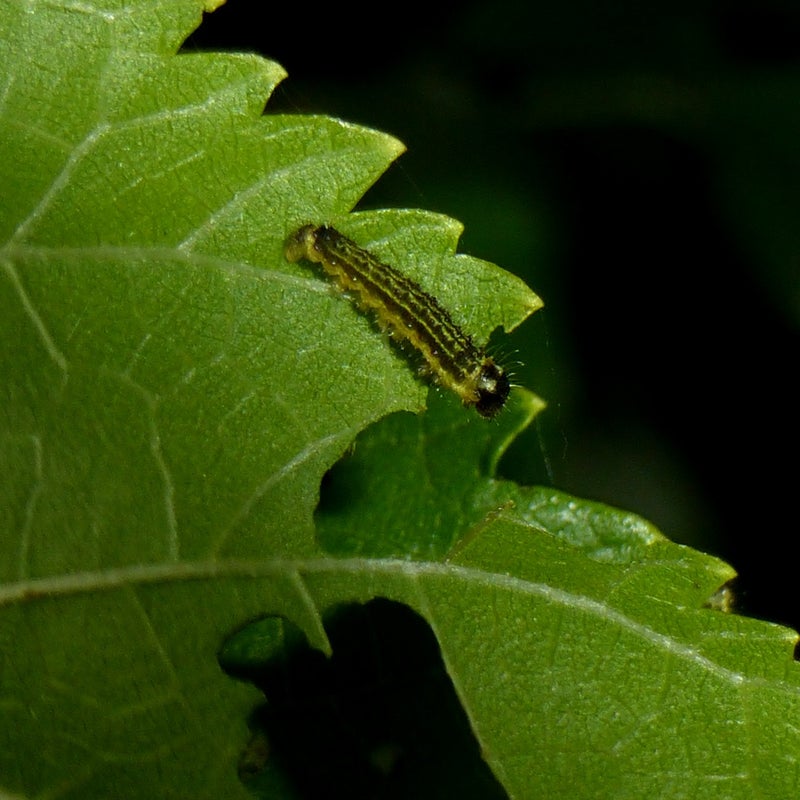 second instar