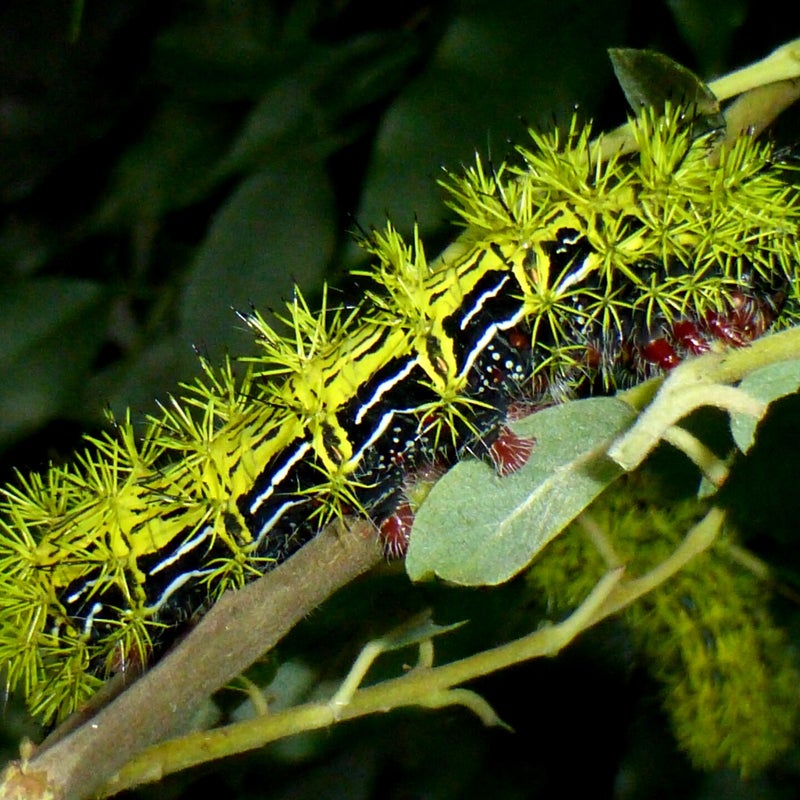 sixth instar