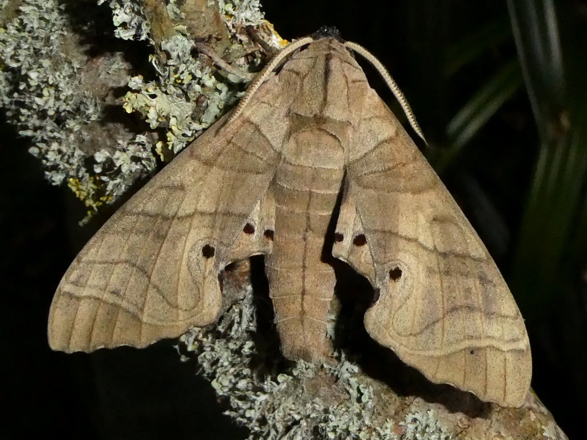 Silkmoths and more