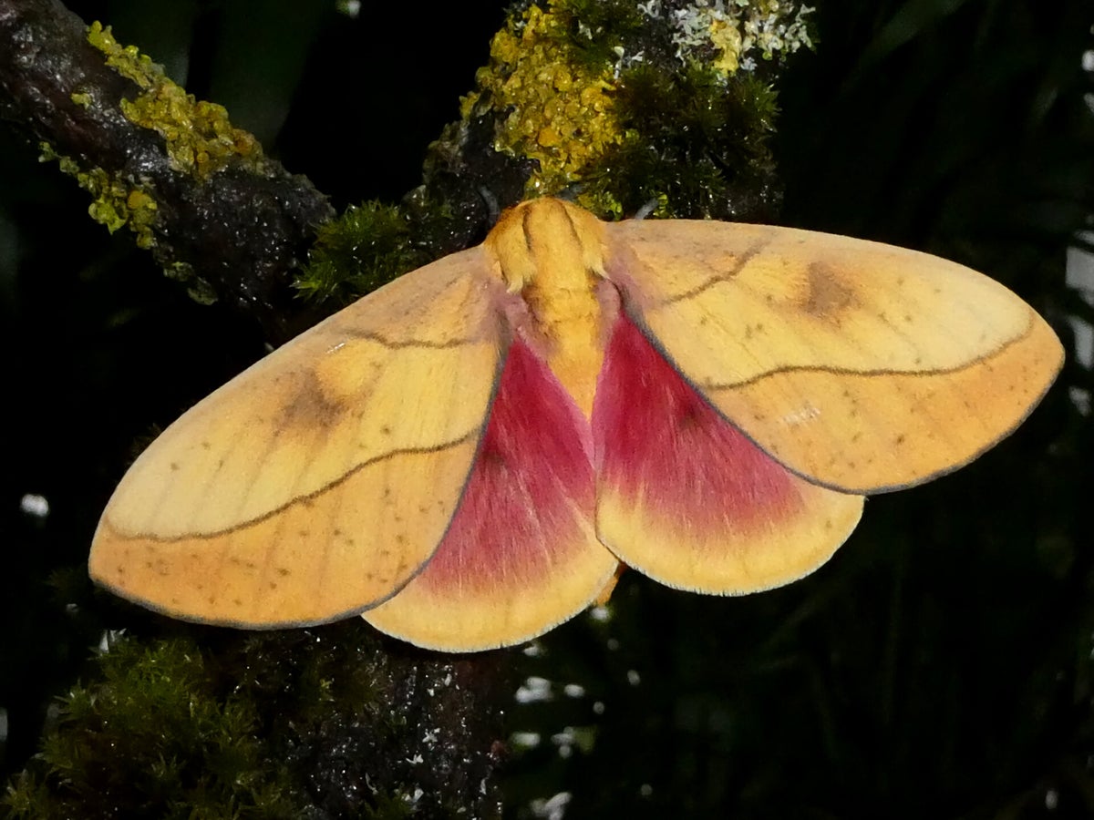 Silkmoths and more